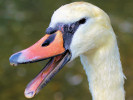 Mute Swan (WWT Slimbridge August 2010) - pic by Nigel Key